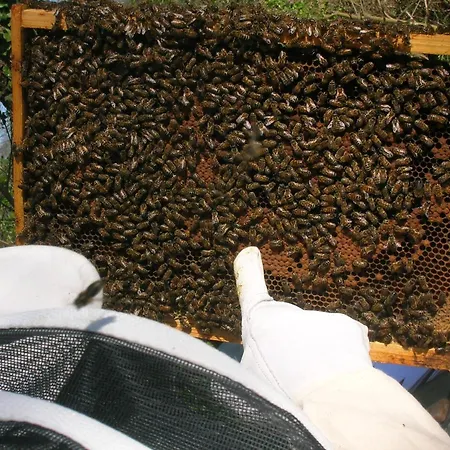 別荘 Apigite68, Proche Route Des Vins, Vosges, Colmar Et Non Loin D'europa-park! *